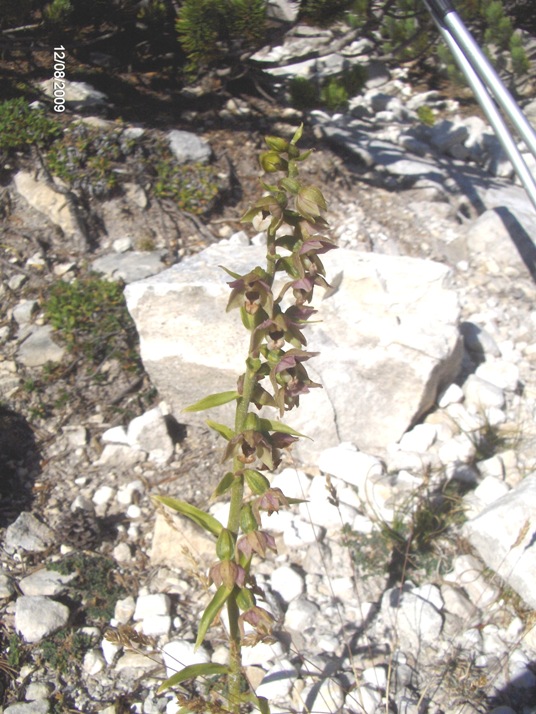 Epipactis atrorubens